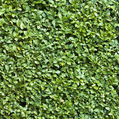 Buxus sempervirens - Palmboompje - hoogte 40-45cm