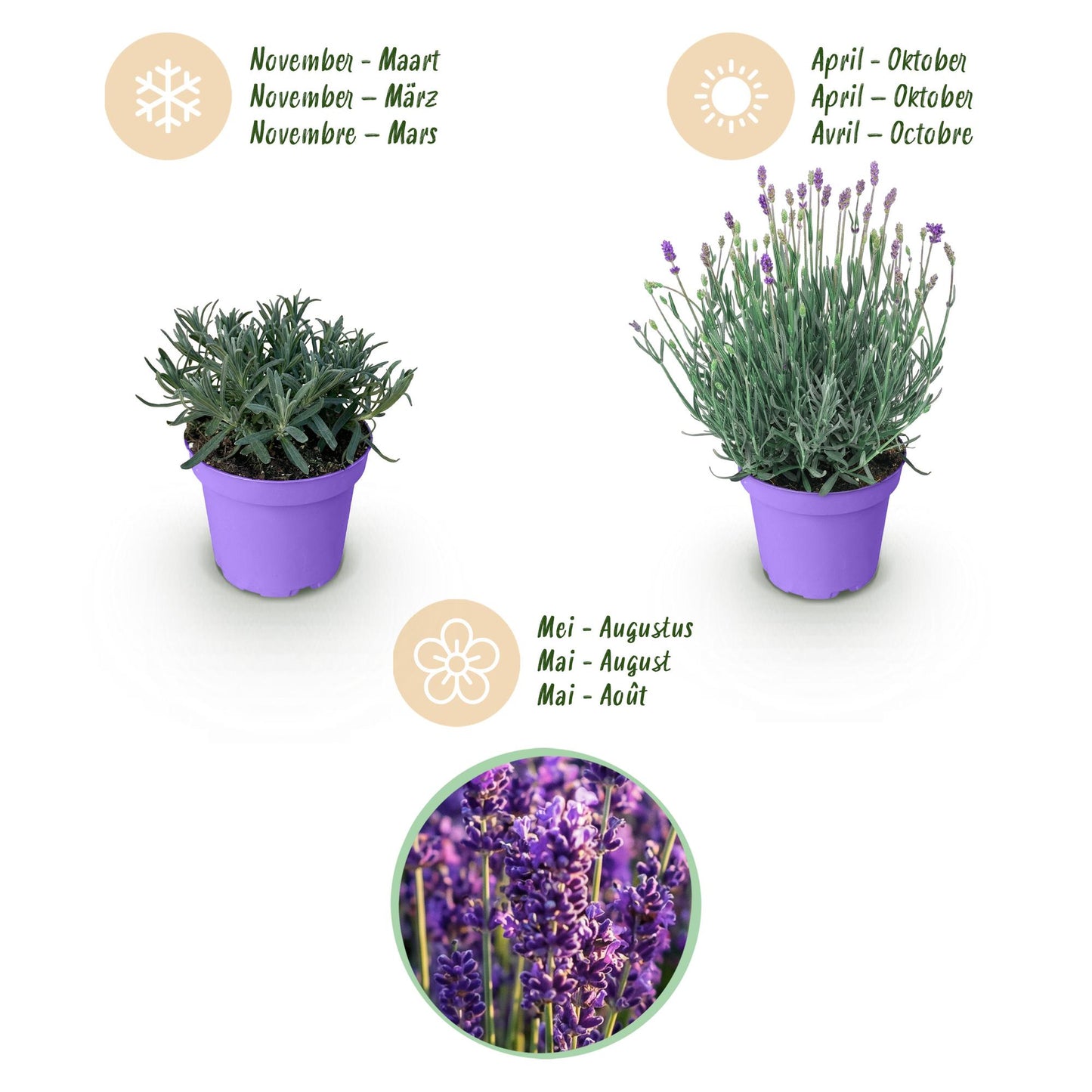 Green boutiQ - Tuinplant - Lavandula angustifolia Munstead - Lavendel - Winterhard - Paars - 9 Planten - Pot 12cm - Hoogte 15-25cm