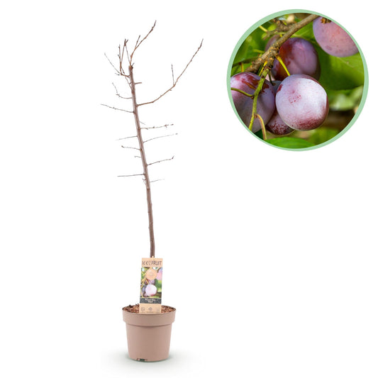 Prunus domestica 'Opal - Pruimenboom - 1 plant - Pot 21cm - Hoogte 90cm