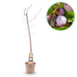 Prunus domestica 'Opal - Pruimenboom - 1 plant - Pot 21cm - Hoogte 90cm