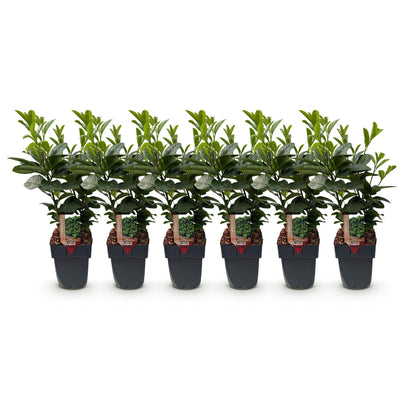 Prunus laurocerasus 'Etna' - Laurierkers - hoogte 50cm