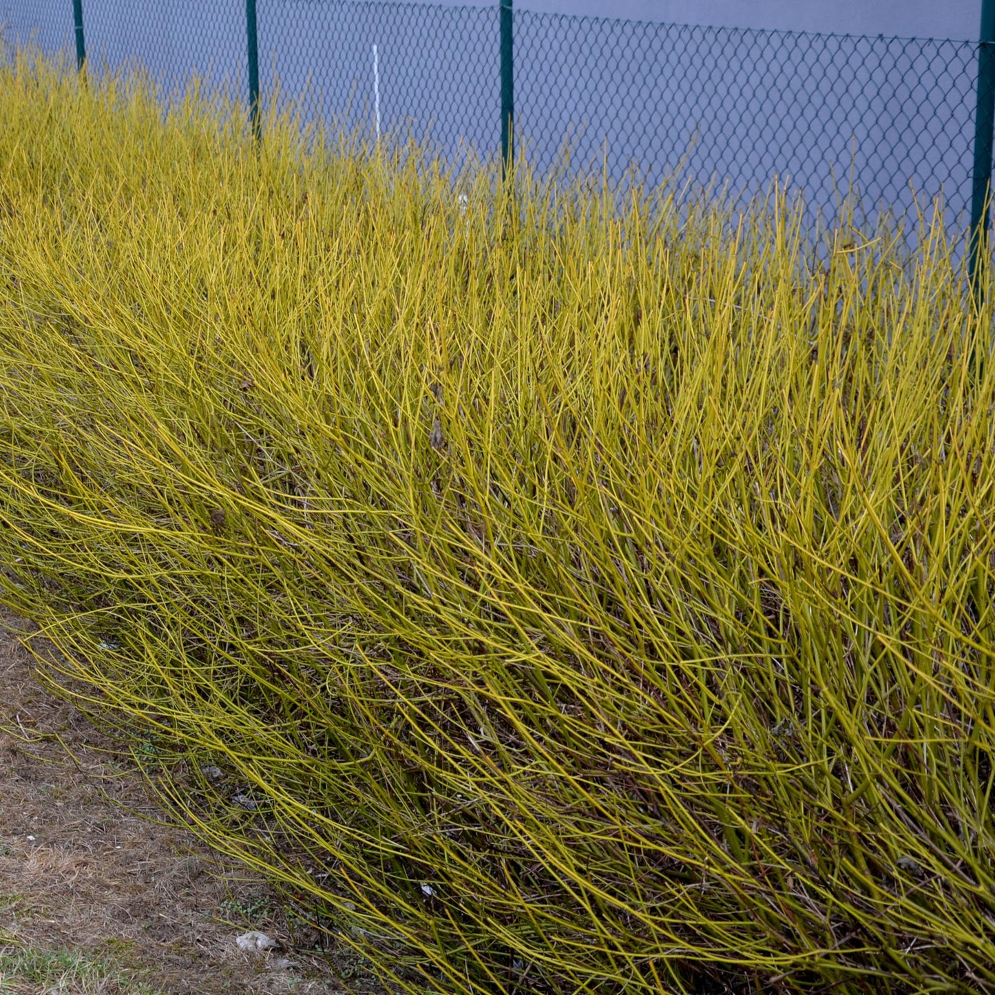 Cornus alba 'Flaviramea' - Gele Kornoelje - hoogte 45cm