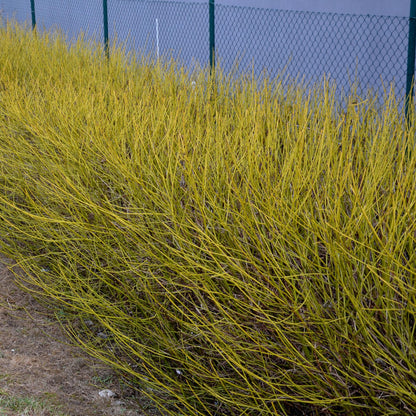 Cornus alba 'Flaviramea' - Gele Kornoelje - hoogte 45cm