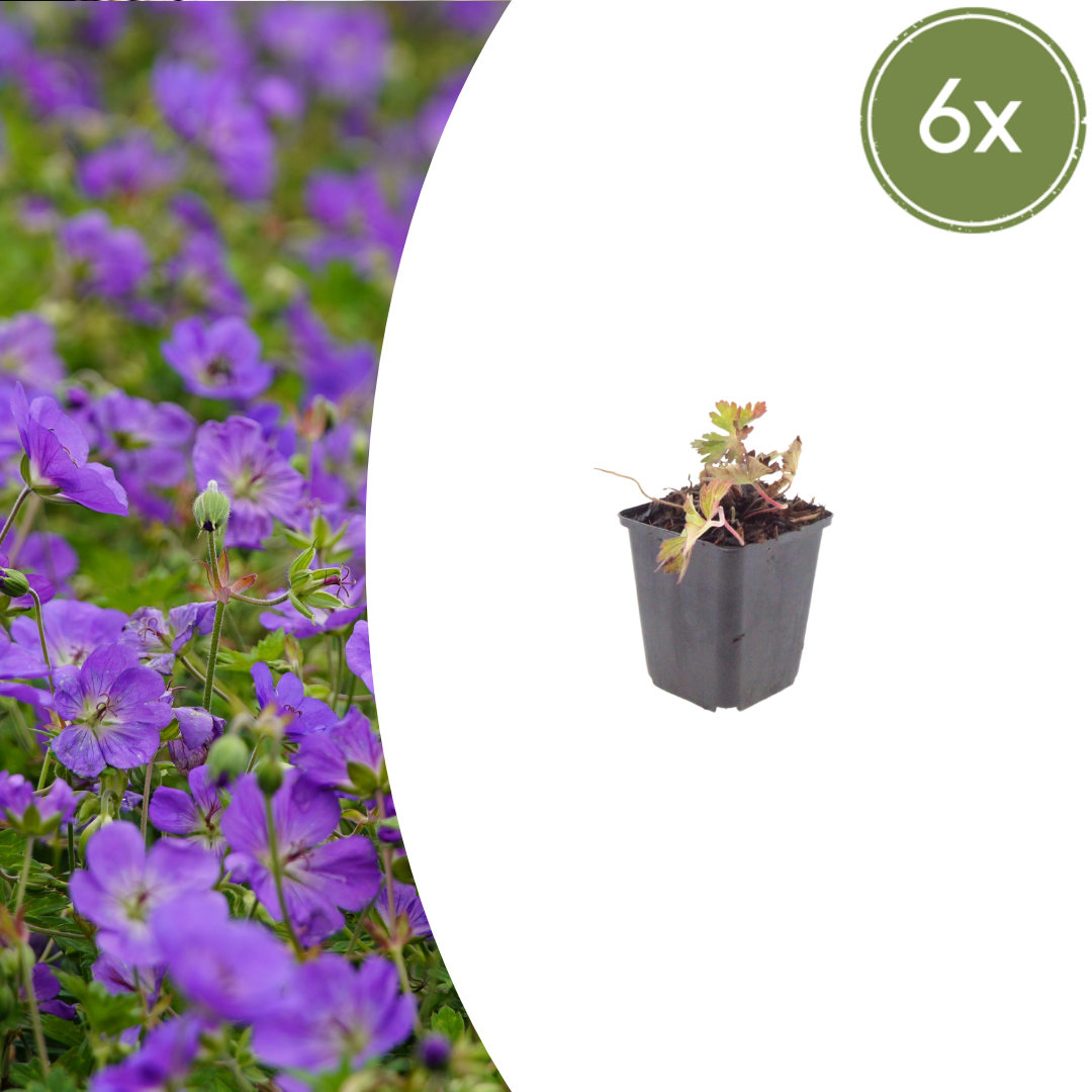 Geranium 'Azure Rush' - Ooievaarsbek
