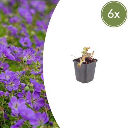 Geranium 'Azure Rush' - Ooievaarsbek