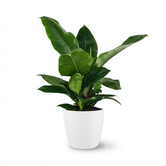 Green boutiQ - Kamerplant - Philodendron - Philodendron Imperial Green - Groen - Weinig onderhoud - 1 Plant - met Potter Wit - Pot 19cm - Hoogte 65cm