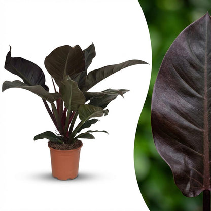 Green boutiQ - Kamerplant - Philodendron - Philodendron Imperial Red - Rood - Weinig onderhoud - 1 Plant - Pot 19cm - Hoogte 60cm