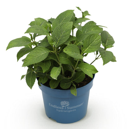 Hydrangea 'Endles Summer Summer Love Purple' - Paarse Hortensia - hoogte 20-25cm