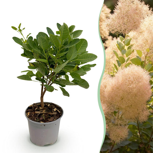 Cotinus coggyria 'Young Lady' - Pruikenboom - hoogte 35cm
