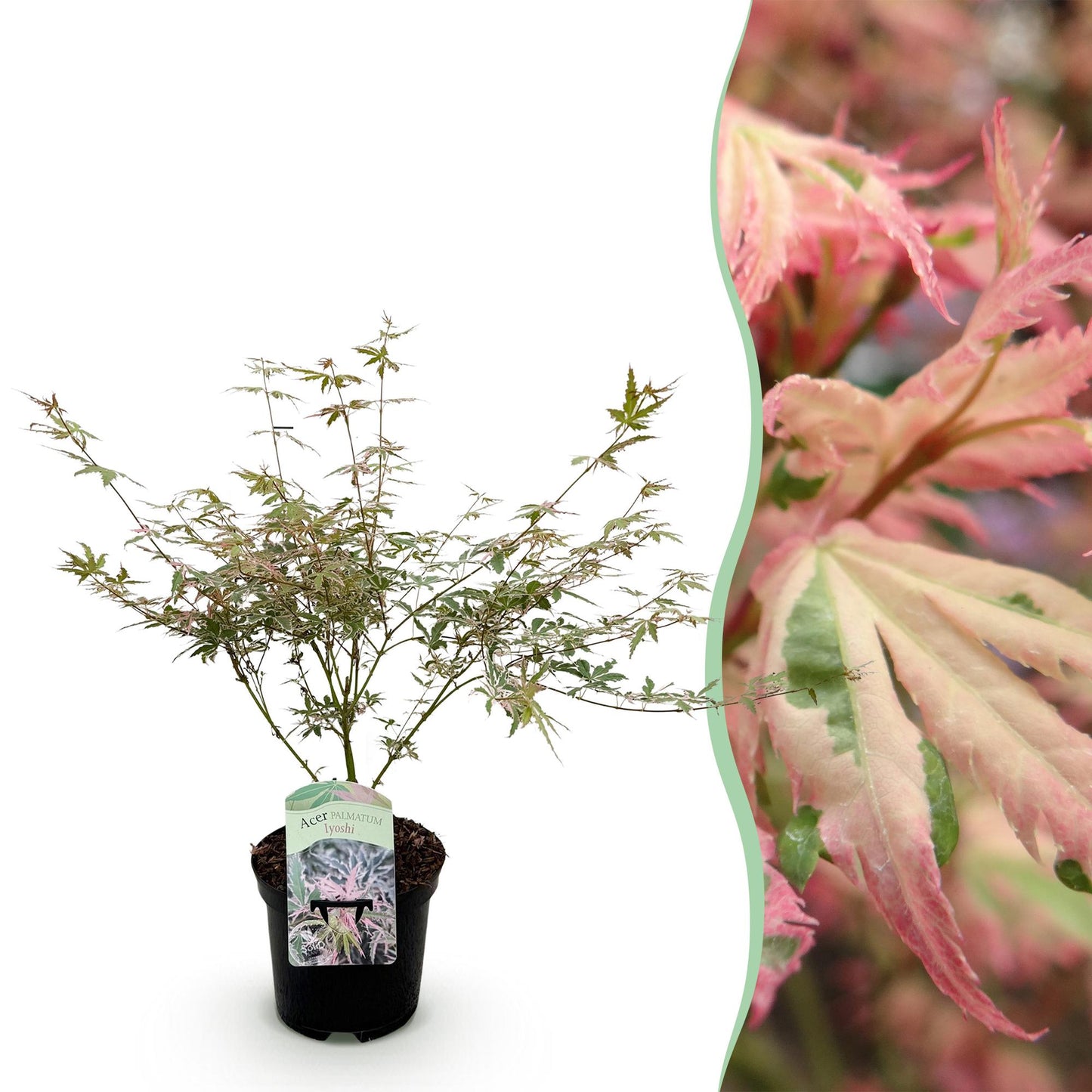 Acer palmatum 'Lyoshi' - Japanse Esdoorn - hoogte 70cm