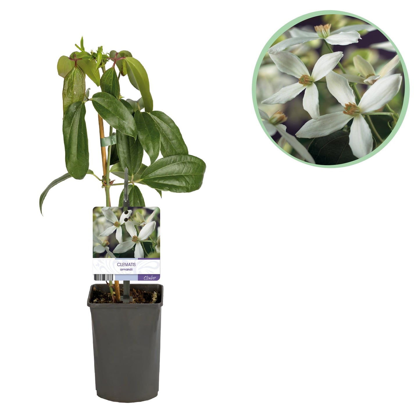 Clematis armandii - groenblijvende Clematis - 1 plant - Pot 11cm - Hoogte 40cm