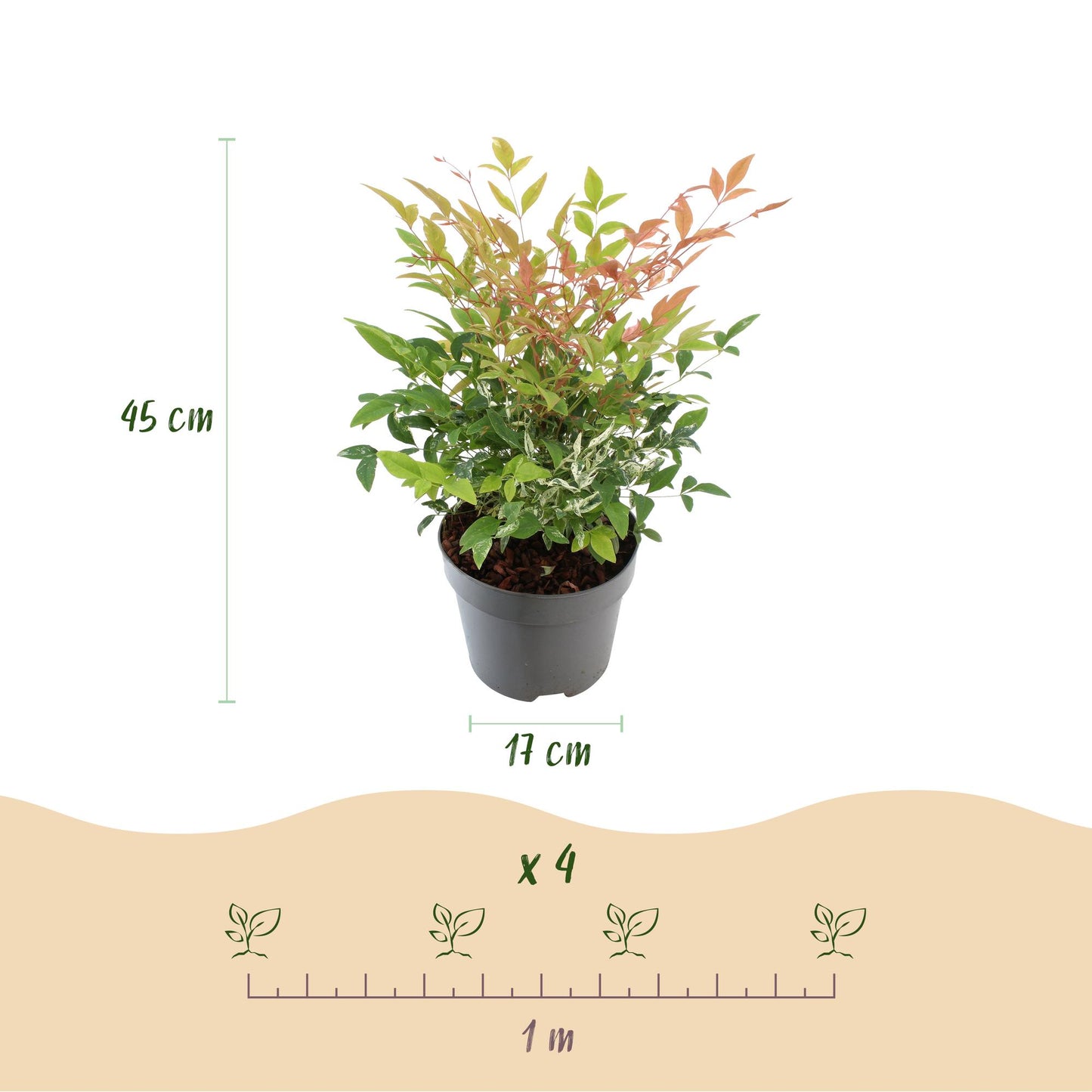 Nandina 'Twilight' - Schijnbamboe - hoogte 45cm