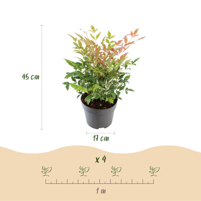 Nandina 'Twilight' - Schijnbamboe - hoogte 45cm