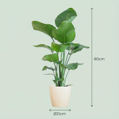 Strelitzia Nicolai met Potter pot wit - 80cm - Ø21