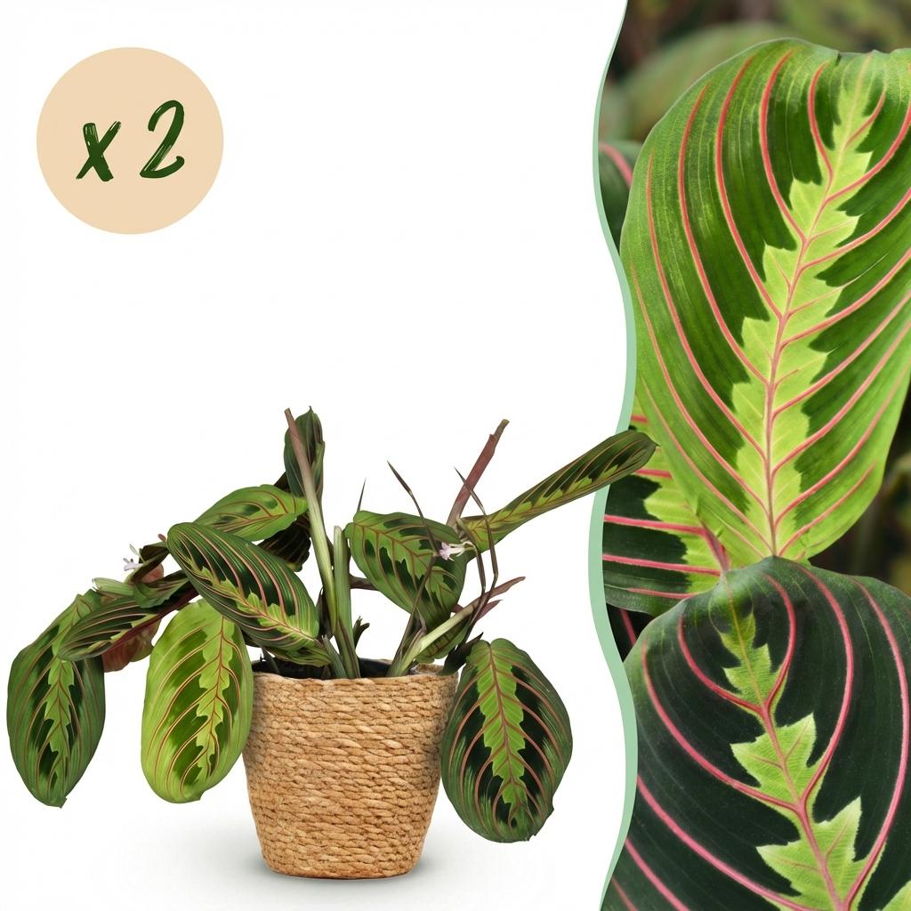 Green boutiQ - Kamerplant - Maranta Fascinator Tricolour - Gebedsplant - Huisdiervriendelijke Plant - Groen - 2 Planten - met Mand - Pot 12cm - Hoogte 25cm