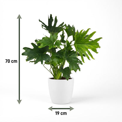 Green boutiQ - Kamerplant - Philodendron - Philodendron Lickety split - Groen - Weinig onderhoud - 1 Plant - met Potter Wit - Pot 19cm - Hoogte 70cm