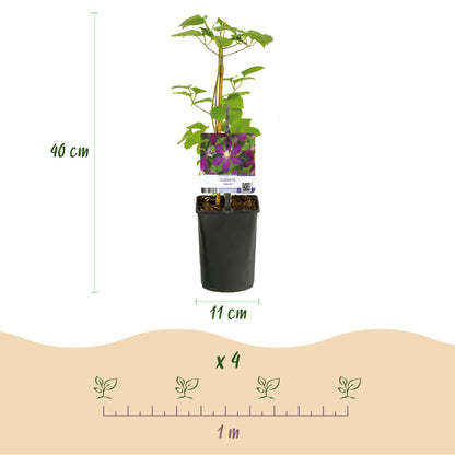 Clematis 'Mikelite' - Clematis - 2 planten - Pot 11cm - Hoogte 40cm