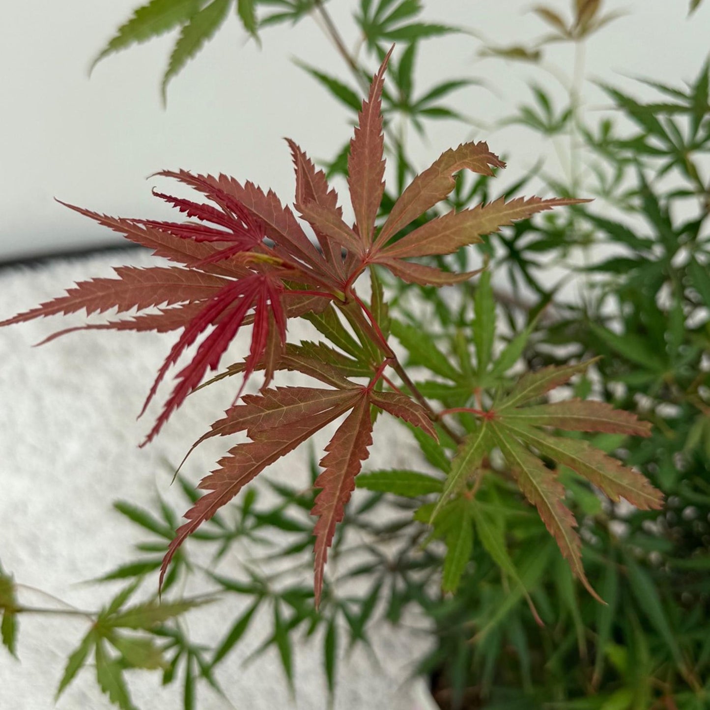 Acer palmatum 'Jerre Swarts' - Japanse Esdoorn - hoogte 70cm