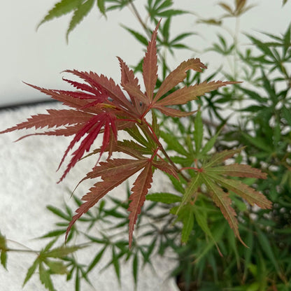 Acer palmatum 'Jerre Swarts' - Japanse Esdoorn - hoogte 70cm