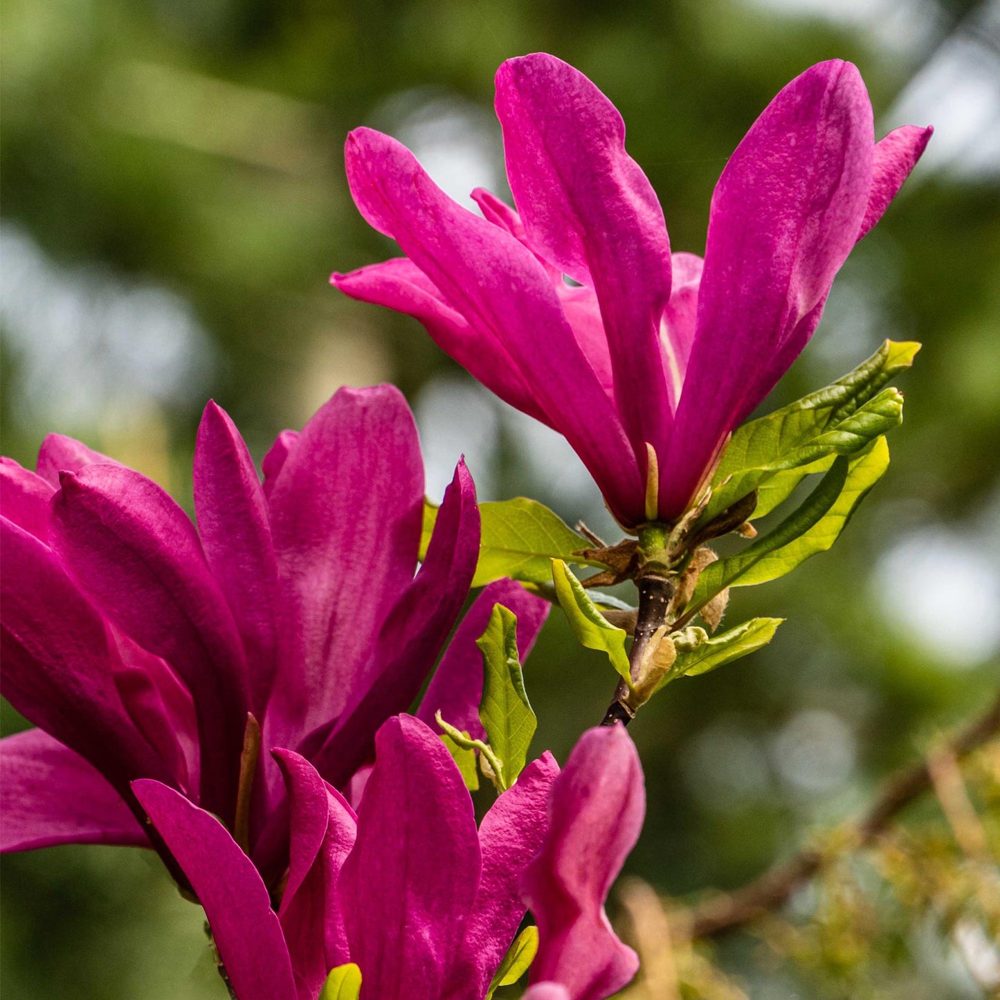 Magnolia 'Susan' - Magnolia - hoogte 45cm