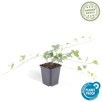 Hedera helix 'Glacier' - kleinbladige Klimop