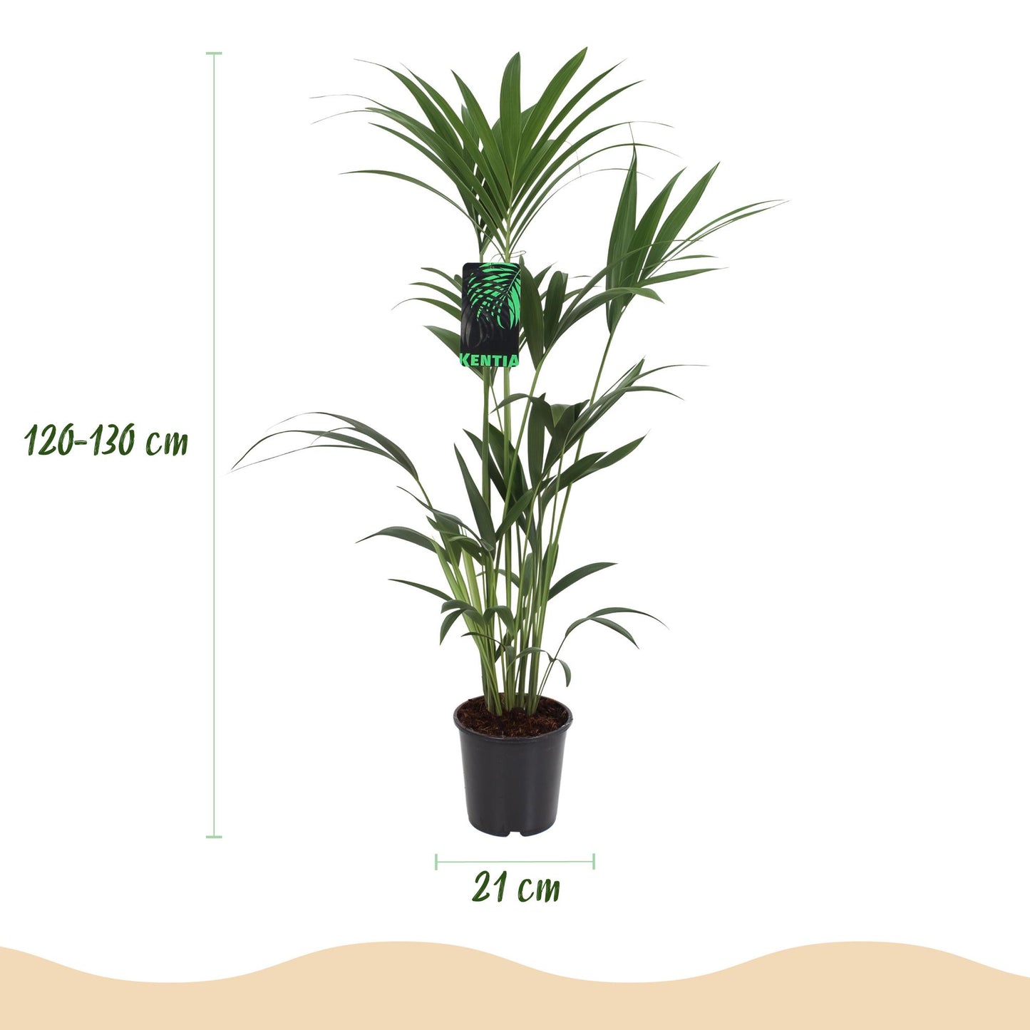 Green boutiQ - Kamerplant - Howea Forsteriana - Kentia Palm - Weinig Onderhoud - Groen - 1 Plant - met Potter Grijs - Pot 21cm - Hoogte 120-130cm