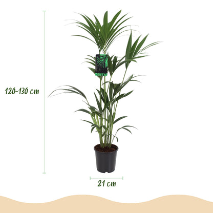 Green boutiQ - Kamerplant - Howea Forsteriana - Kentia Palm - Weinig Onderhoud - Groen - 1 Plant - met Potter Grijs - Pot 21cm - Hoogte 120-130cm