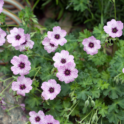 Geranium cinereum 'Ballerina' - Ooievaarsbek