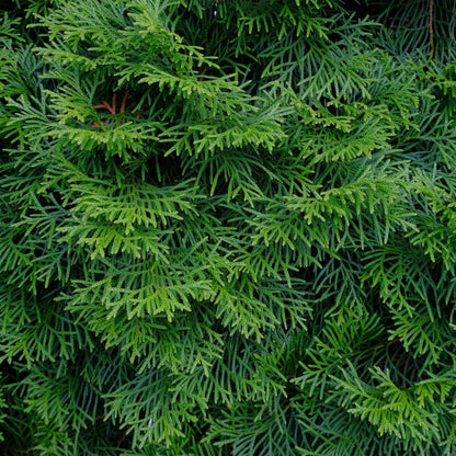 Thuja occidentalis 'Smaragd' - Westerse Levensboom - hoogte 30cm