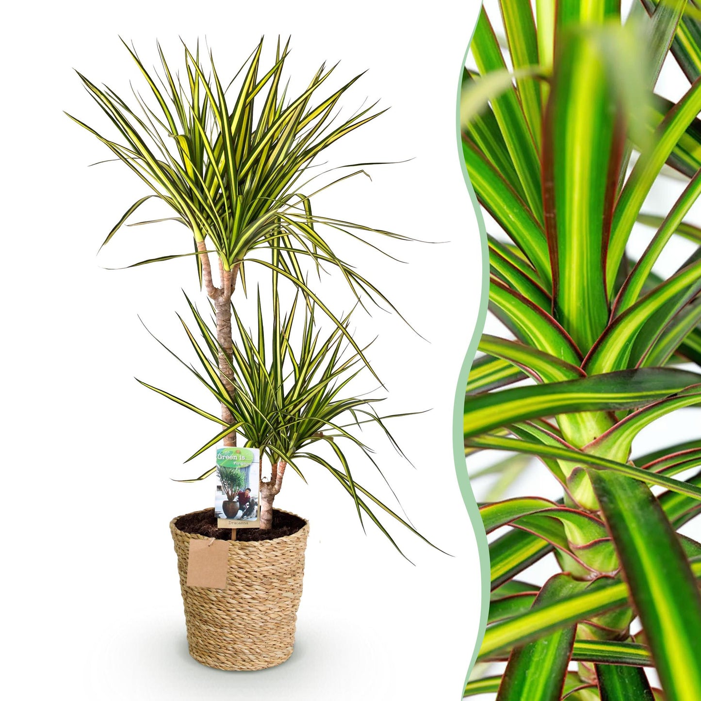 Dracaena Sunray - Drakenbloedboom - incl. mand - 1 plant - pot 21cm - hoogte 90-100cm