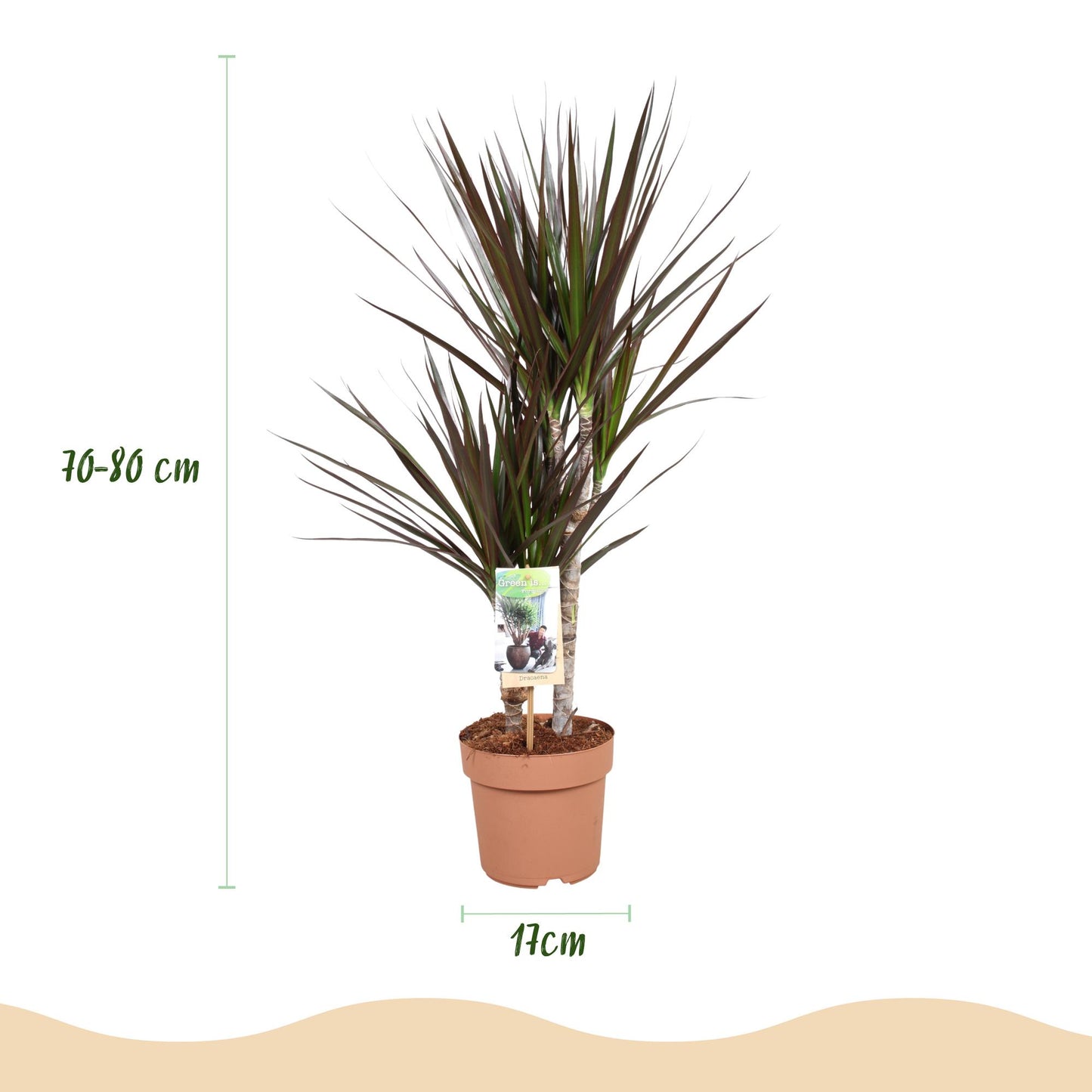 Dracaena Magenta - Drakenbloedboom - 1 plant - pot 17cm - hoogte 70-80cm