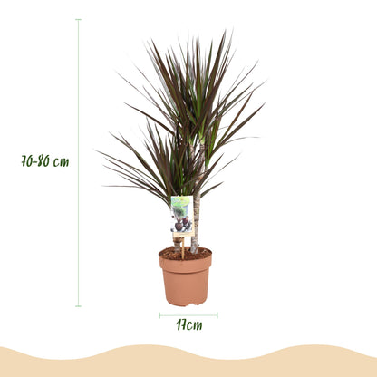 Dracaena Magenta - Drakenbloedboom - 1 plant - pot 17cm - hoogte 70-80cm