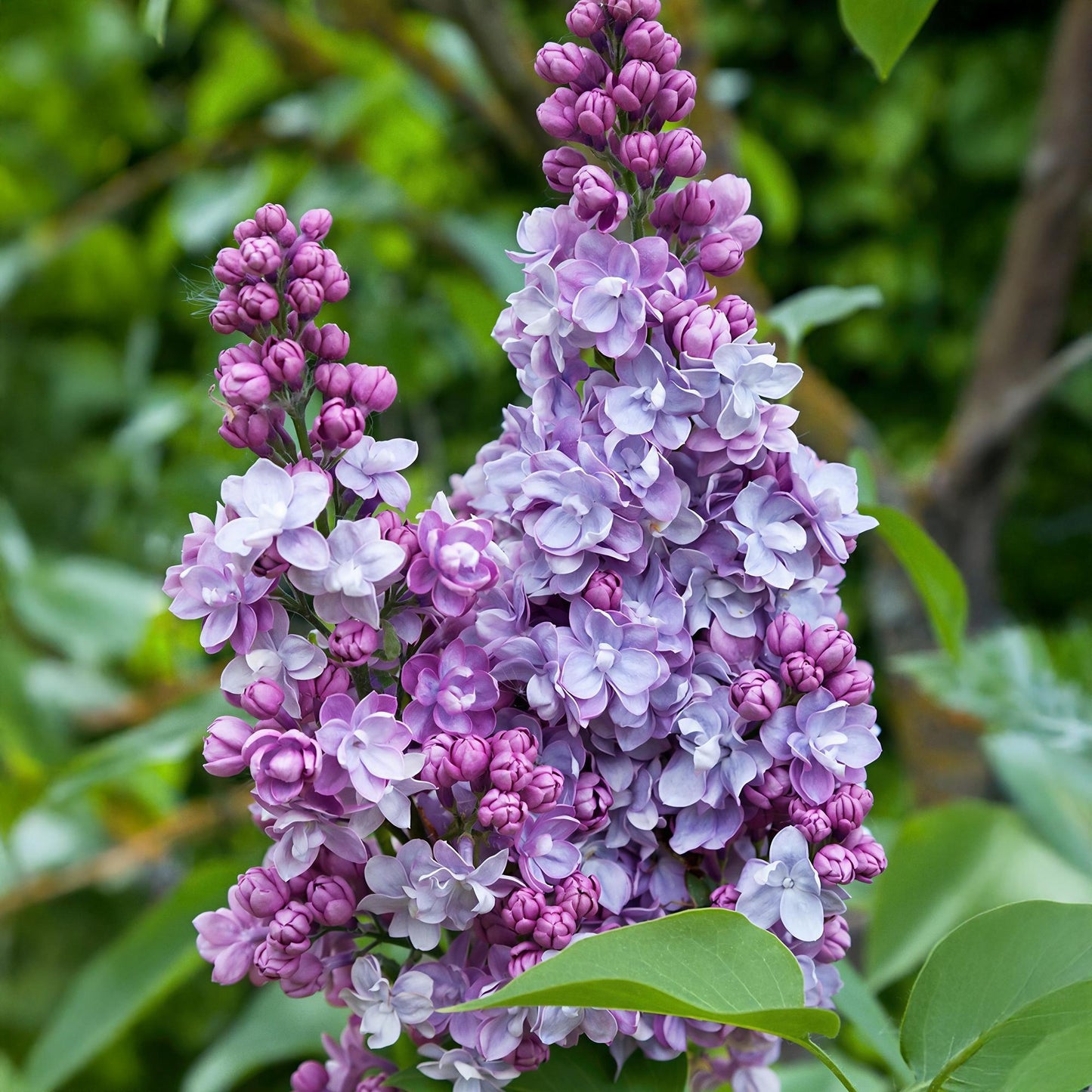 Syringa vulgaris 'Michel Buchner' - Gewone Sering - hoogte 45cm