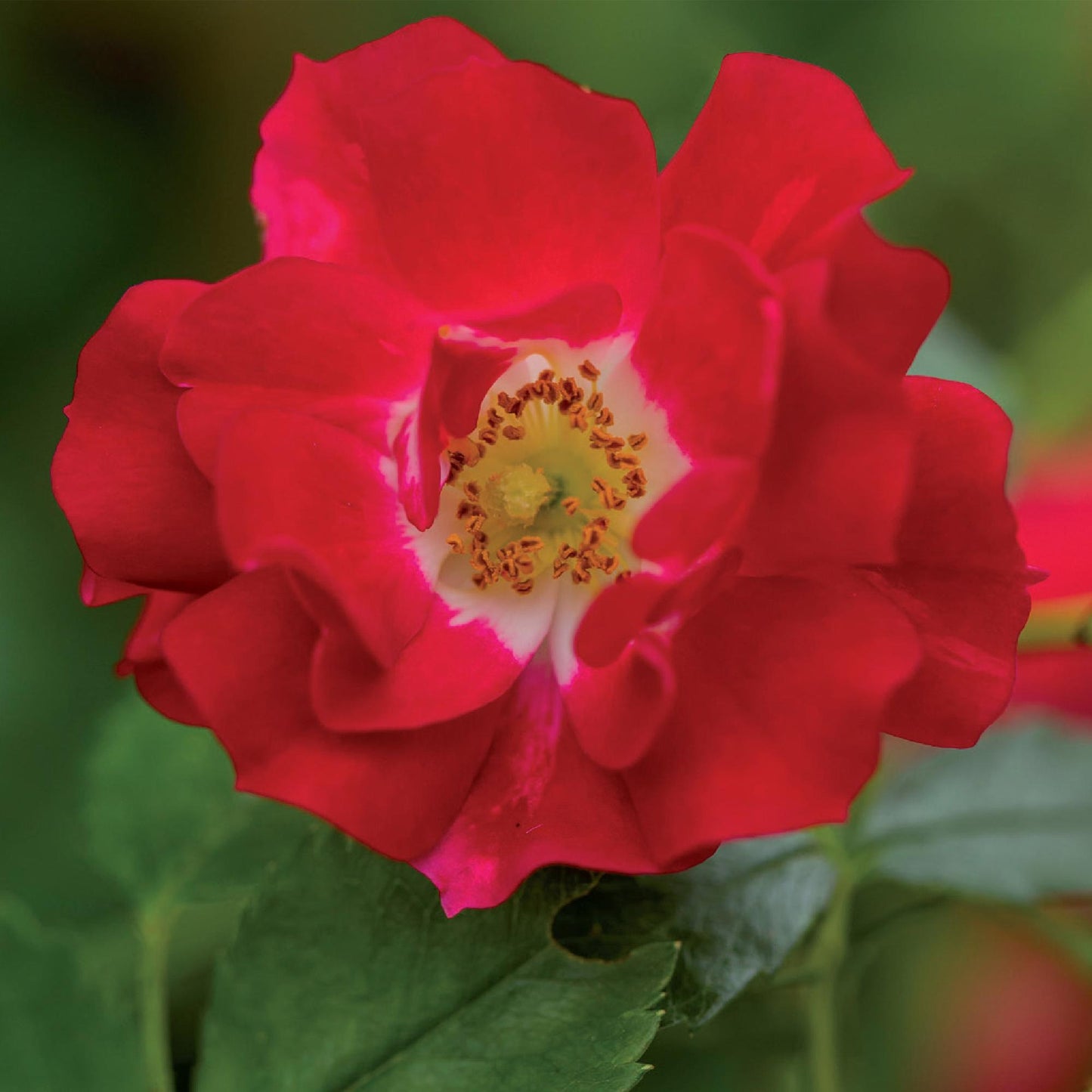 Rosa 'Red Queen' - Klimroos