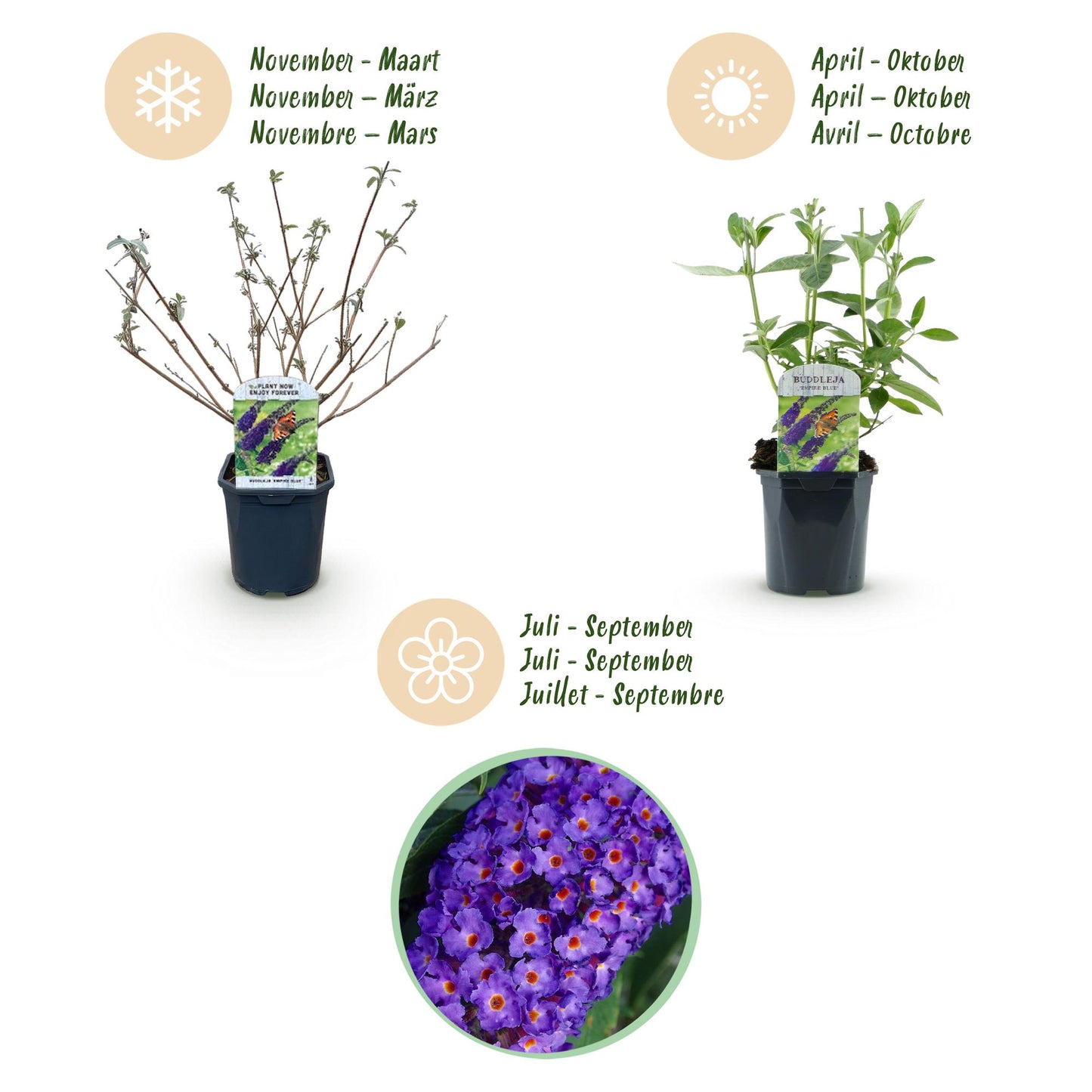 Buddleja davidii 'Empire Blue' - Vlinderstruik - hoogte 45cm