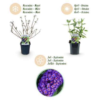 Buddleja davidii 'Empire Blue' - Vlinderstruik - hoogte 45cm