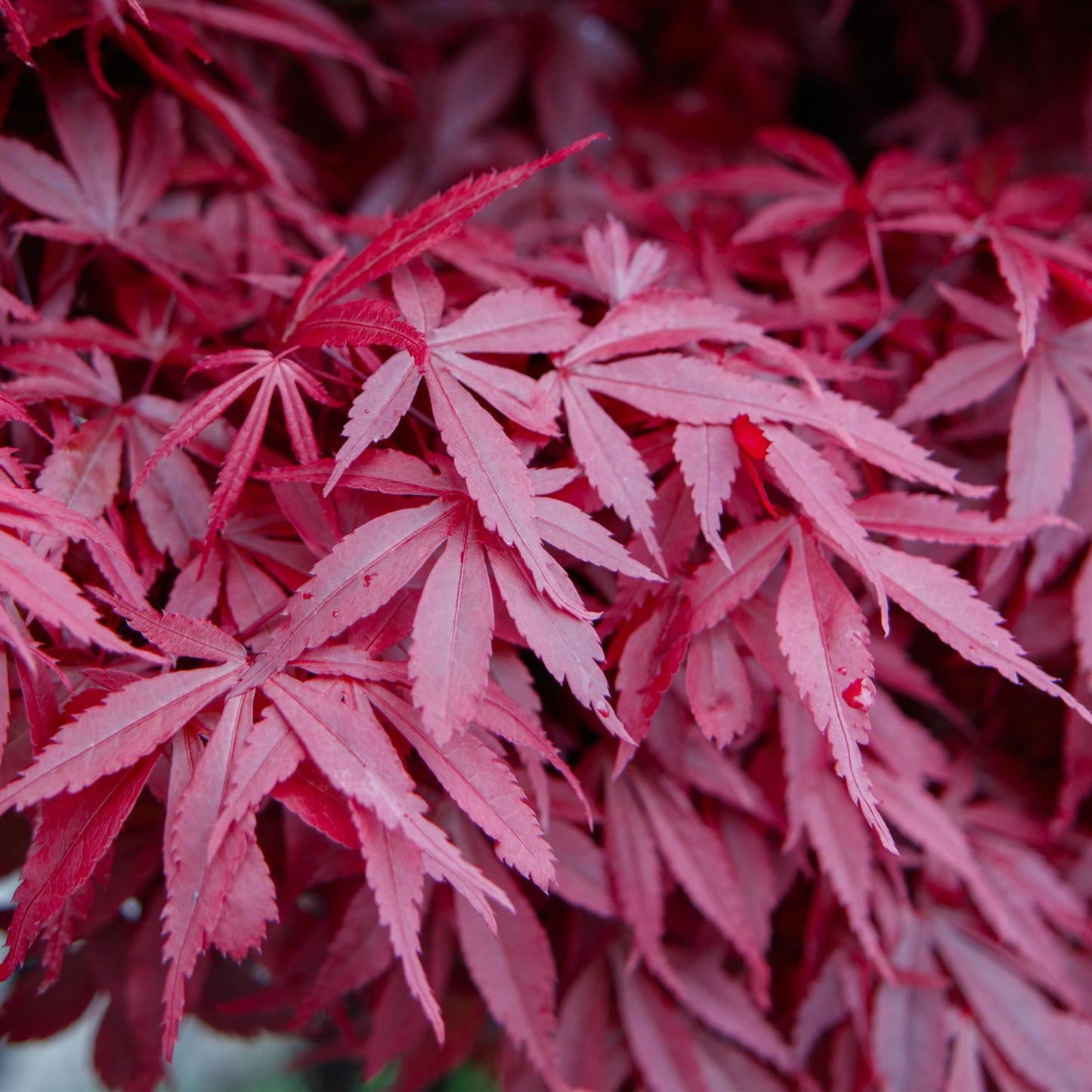 Acer palmatum 'Skeetsers Broom' - Japanse Esdoorn - hoogte 70cm