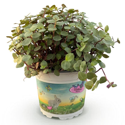 Calissia repens - Schildpad plant - pot 12cm - hoogte 14cm