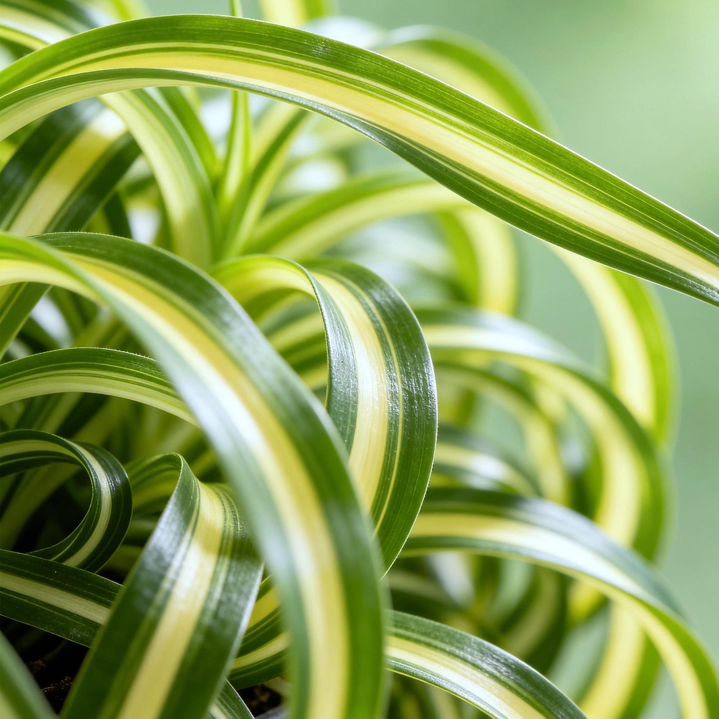 Green boutiQ - Kamerplant - Chlorophytum comosum Bonnie - Krullende Graslelie - Huisdiervriendelijke Plant - Groen - 2 Planten - met Potter Wit - Pot 12cm - Hoogte 20cm