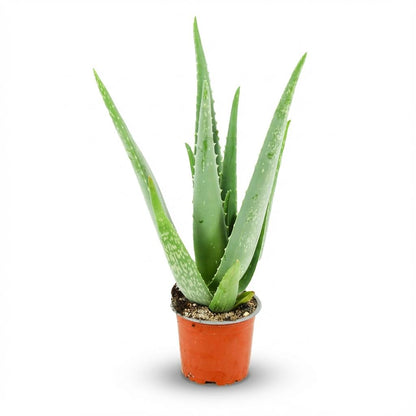 Aloë Vera - Ø 10,5 cm - Hoogte: 35 - 40cm