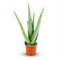 Aloë Vera - Ø 10,5 cm - Hoogte: 35 - 40cm