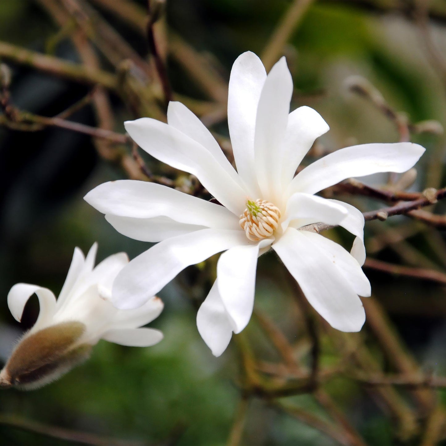 Magnolia stellata - Stermagnolia - hoogte 30cm