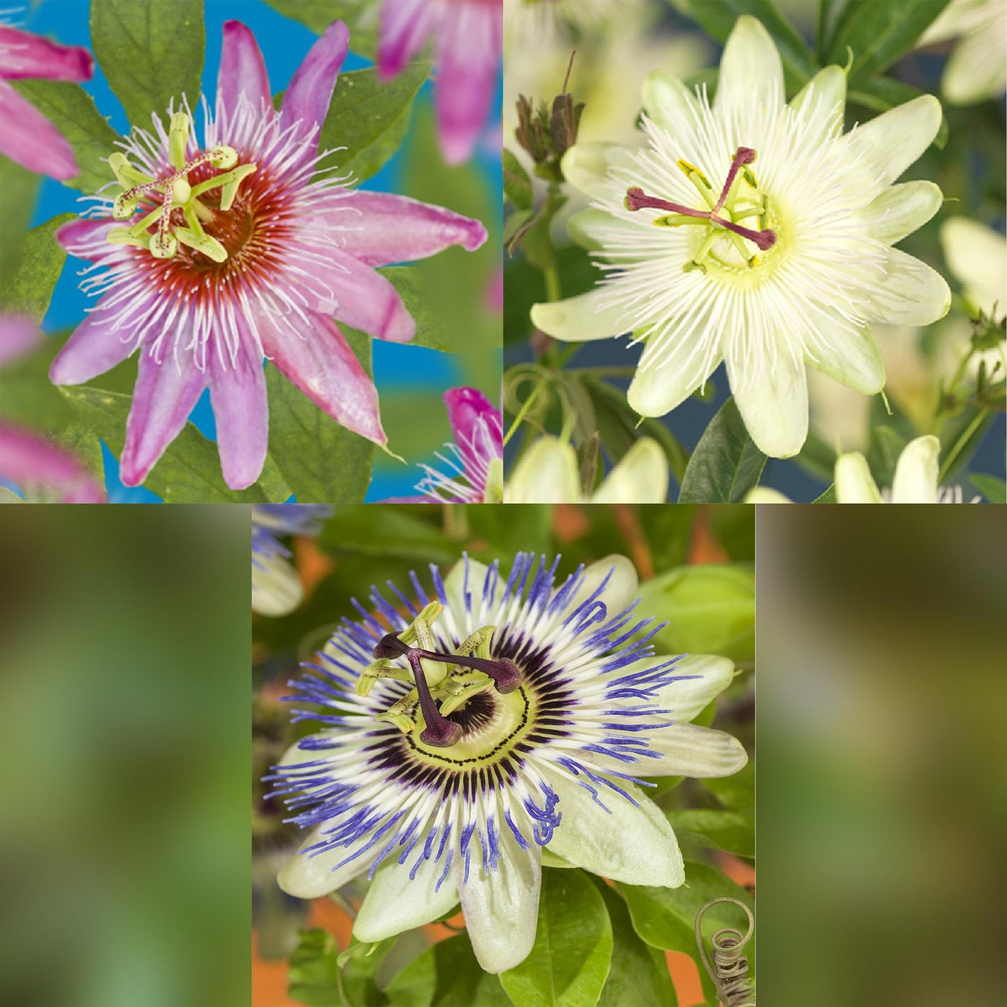 Passifloramix 'Tricolour' - Passiebloem - Bloemen; roze, wit & paars