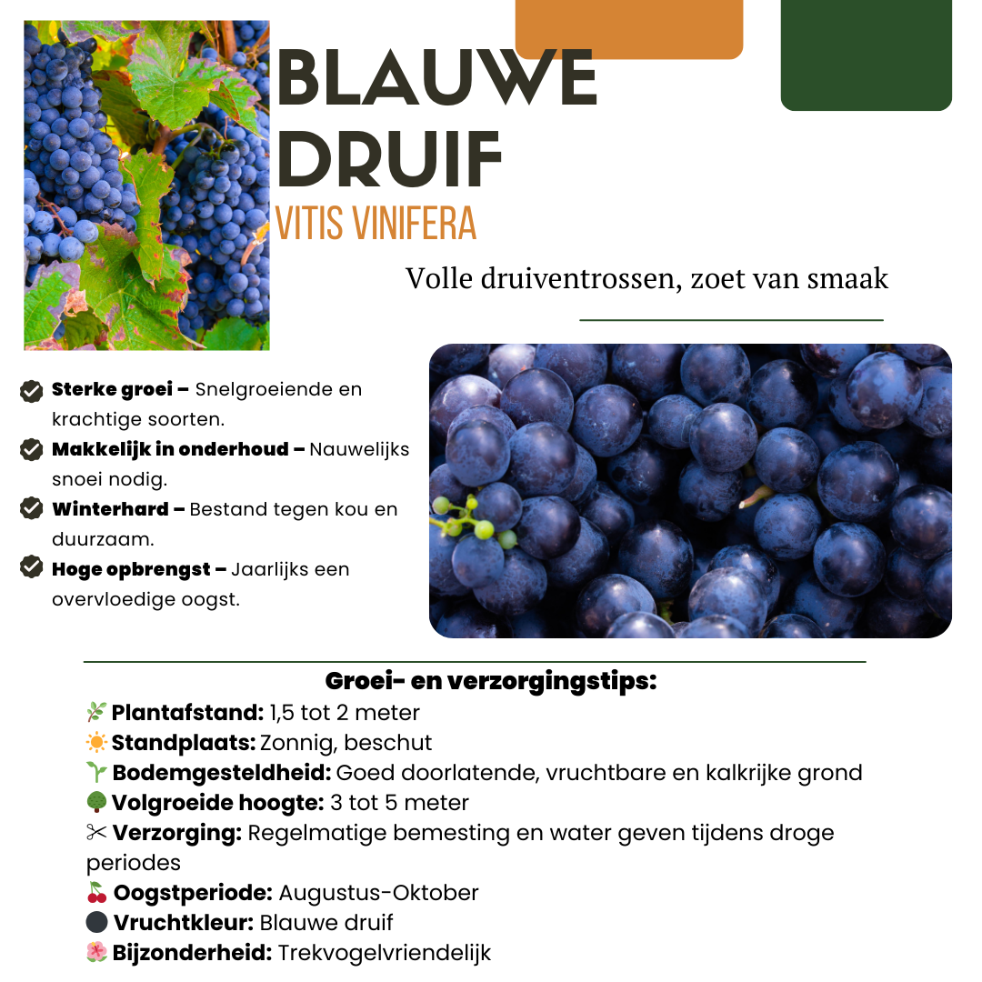 Biologische druivenplanten - 3 planten - Ø 13 cm - ↨ 20 cm