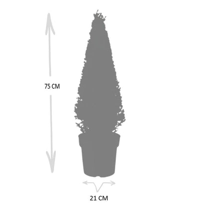 Ilex crenata 'Piramide' - wintergroene Japanse Hulst