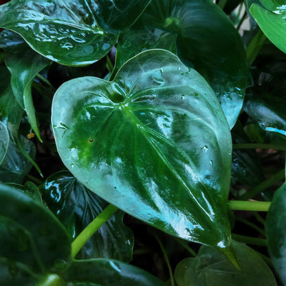 Green BoutiQ - Green is... Kamerplanten - Alocasia Cucullata - Boeddha,s hand - Weinig onderhoud - met mand - Groen - 1 Plant - Pot 21cm - Hoogte 65-70cm