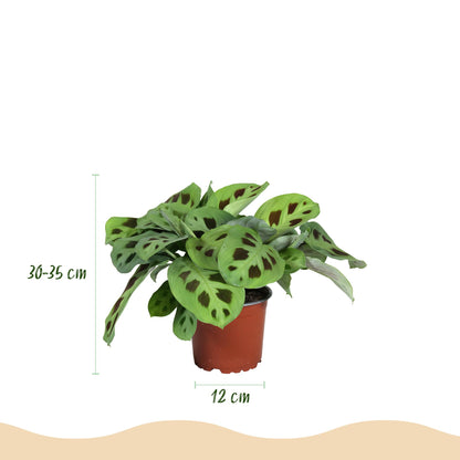Green boutiQ - Kamerplant - Maranta Fascinator Kerchoveana - Gebedsplant - Huisdiervriendelijk - Groen - 2 Planten - Pot 12cm - Hoogte 30-35cm
