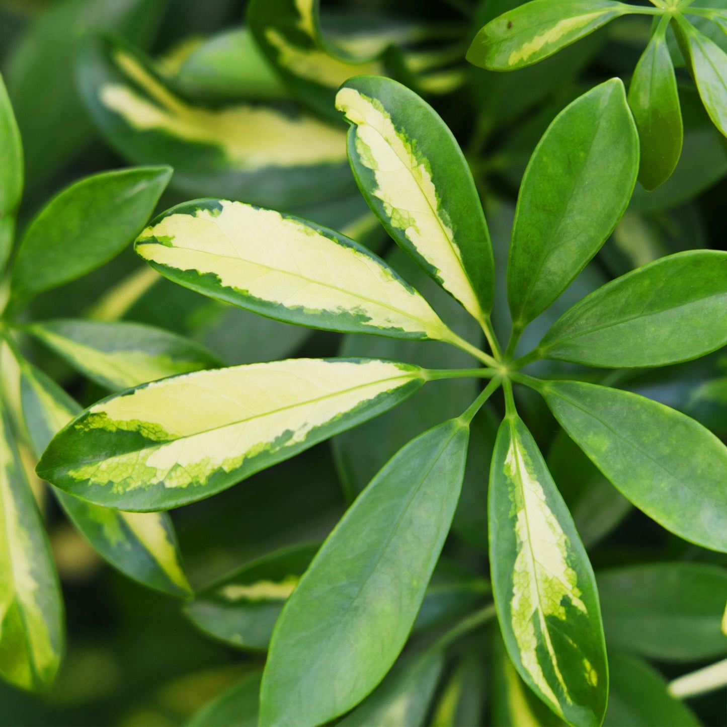 Schefflera Gold Capelle - Vingerboom - incl. pot wit - pot 21cm - hoogte 70-80cm