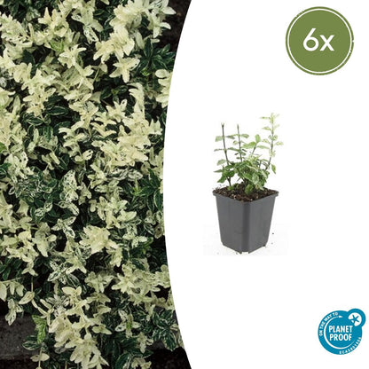 Euonymus fort. 'Harlequin' - Kardinaalshoed