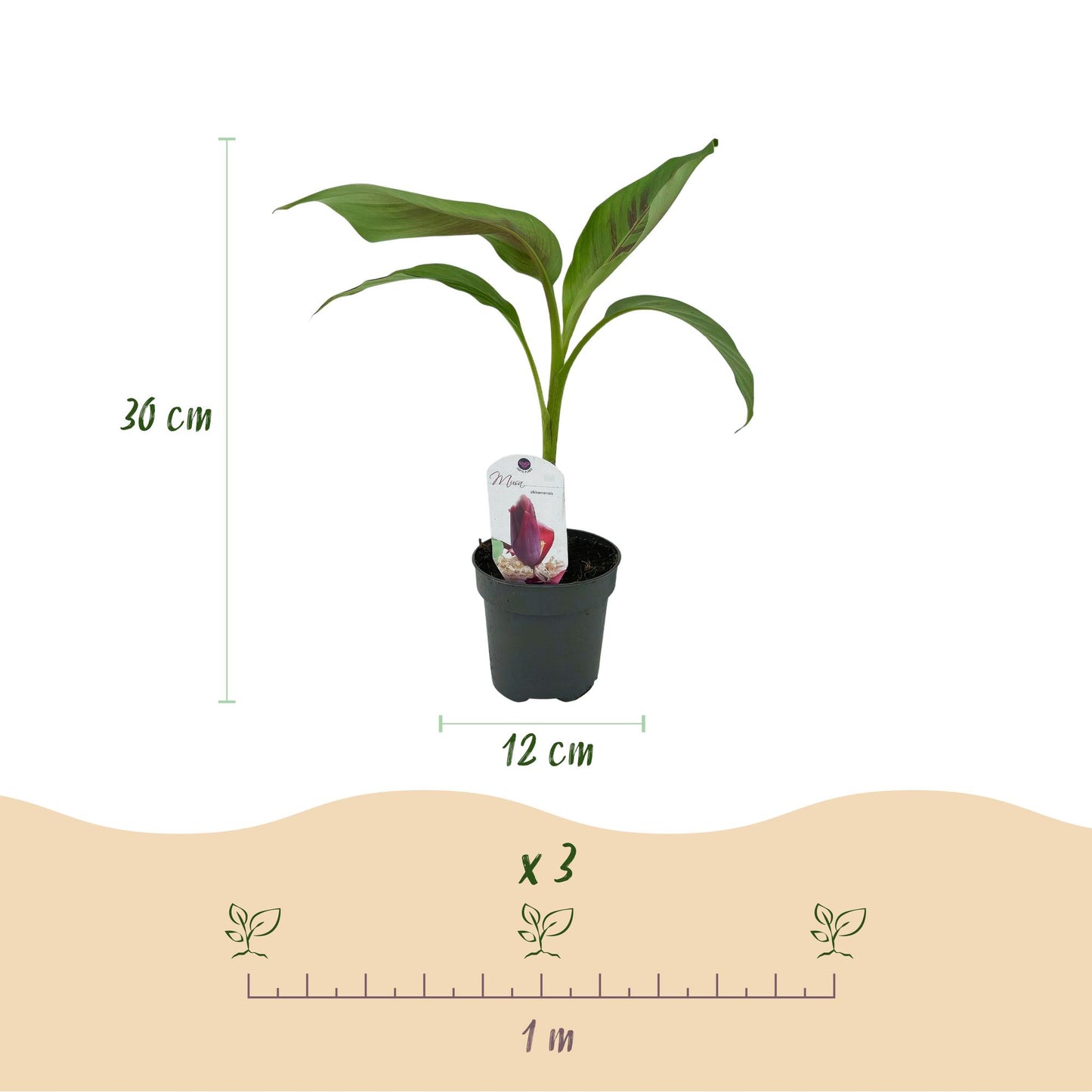 Musa sikkemensis 'Red Tiger' - winterharde Bananenboom - 2 planten - Pot 12cm - Hoogte 30cm